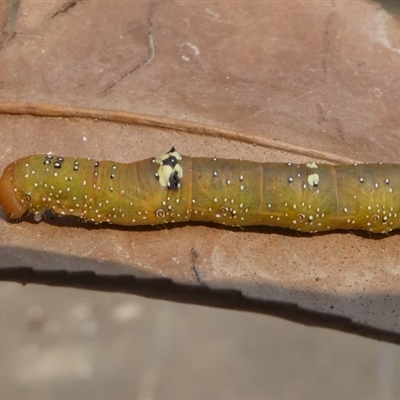 Oenochroma vinaria