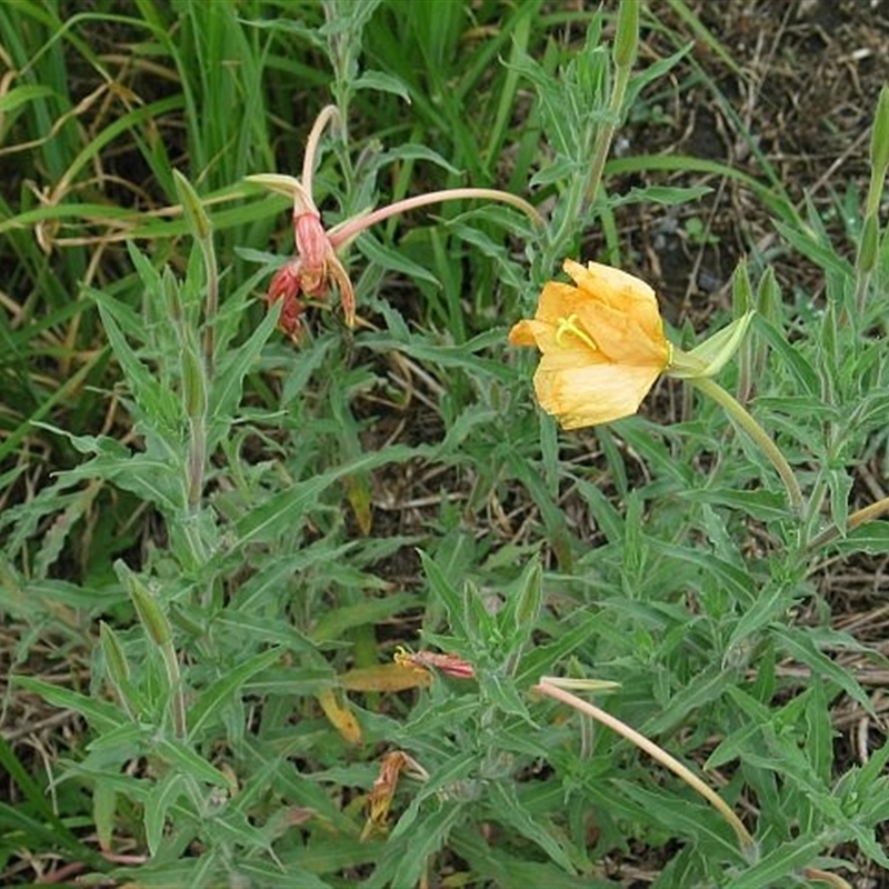 Oenothera affinis