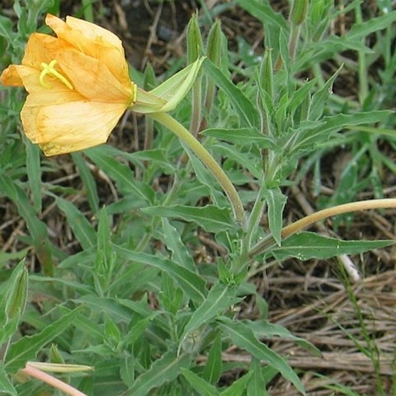 Oenothera affinis