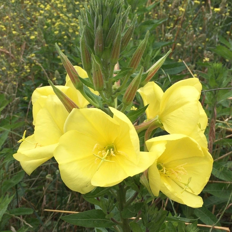 Oenothera glazioviana