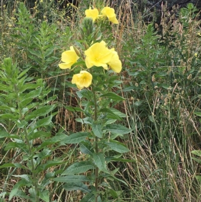 Oenothera glazioviana