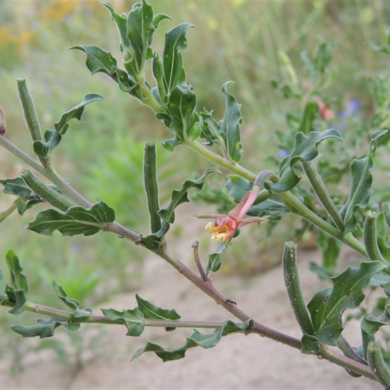 Oenothera indecora subsp. bonariensis