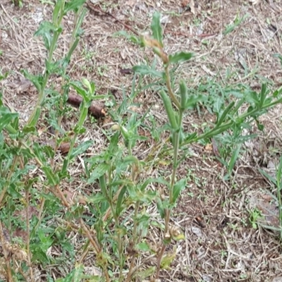 Oenothera indecora subsp. bonariensis