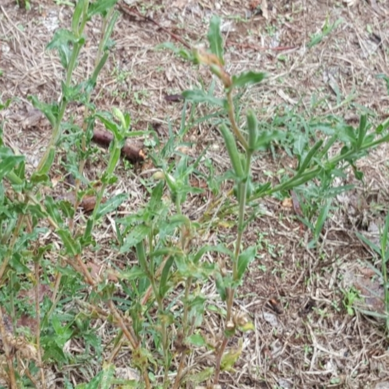 Oenothera indecora subsp. bonariensis