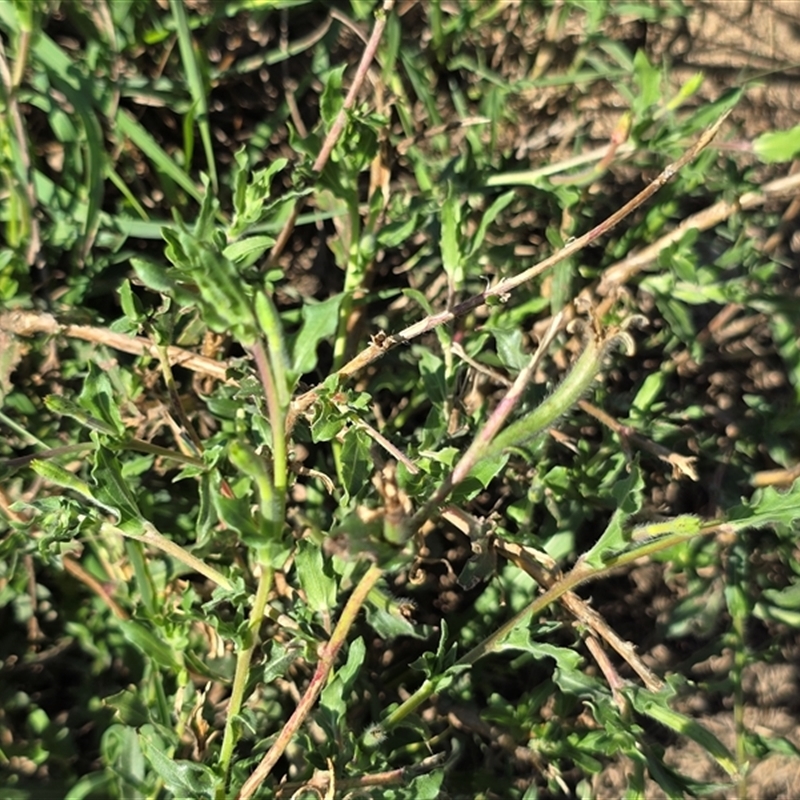 Oenothera indecora subsp. bonariensis