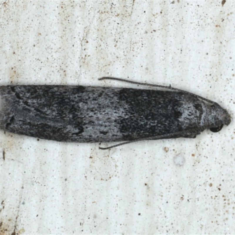 Aphomia baryptera