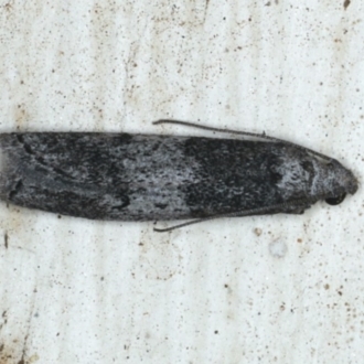 Aphomia baryptera