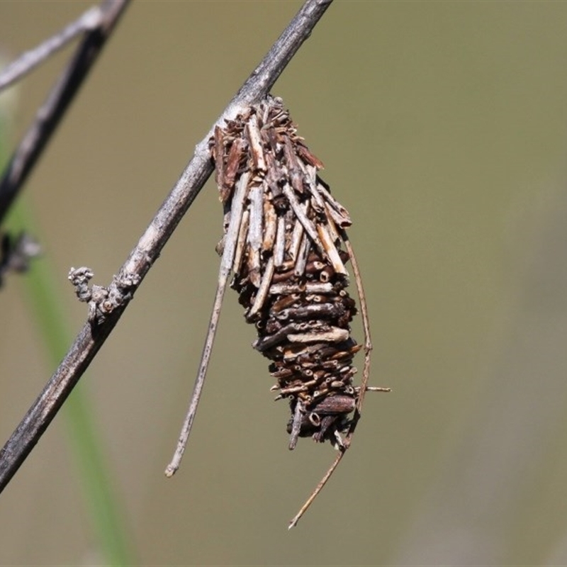 Oiketicus sp. (genus)