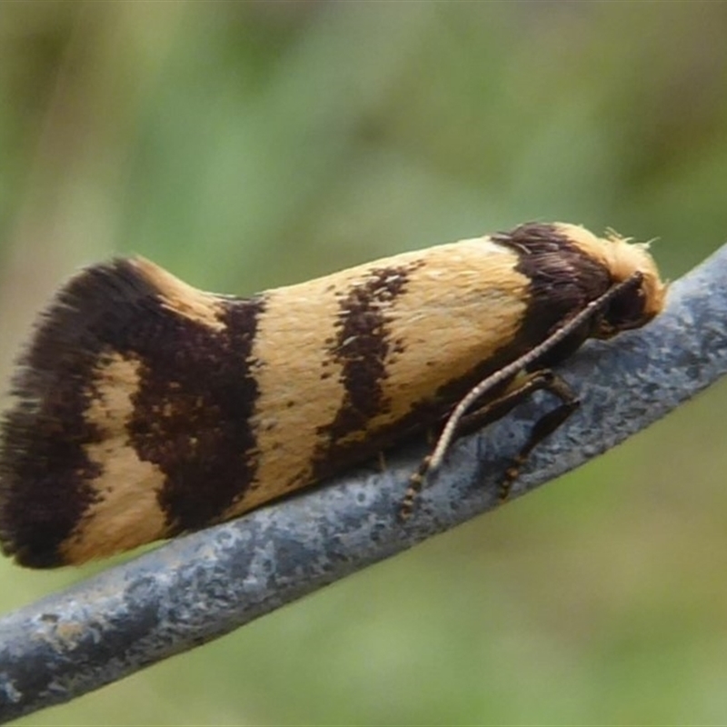 Olbonoma triptycha