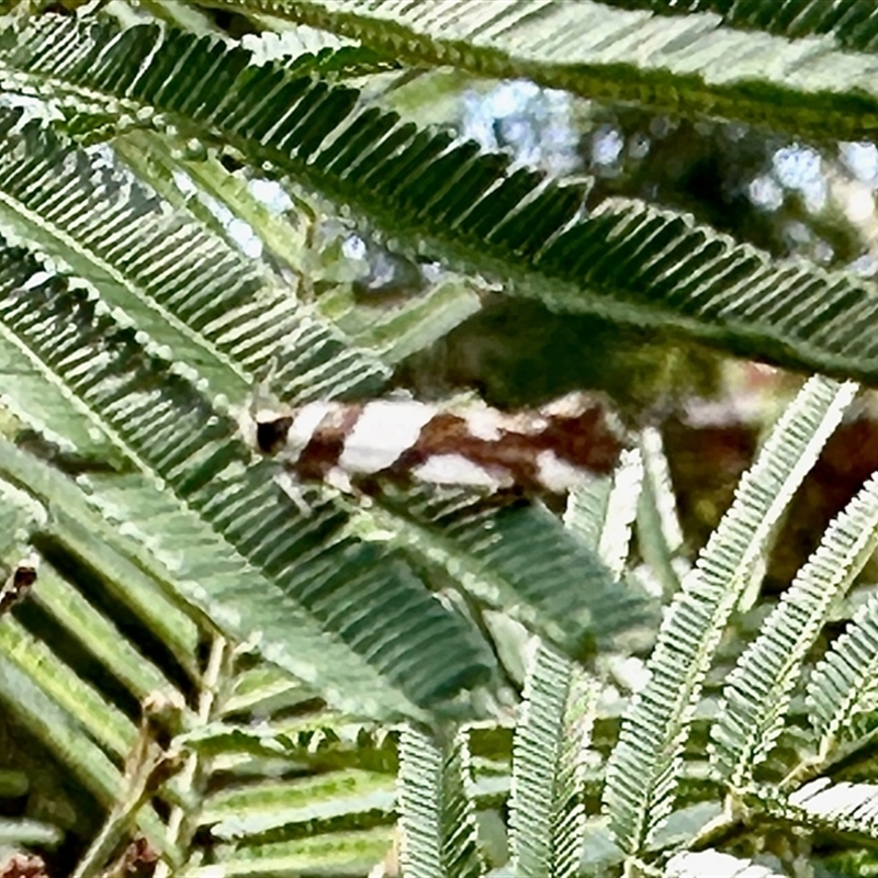 Form of Olbonoma triptycha (of both sexes) lacking the post-medial fascia.