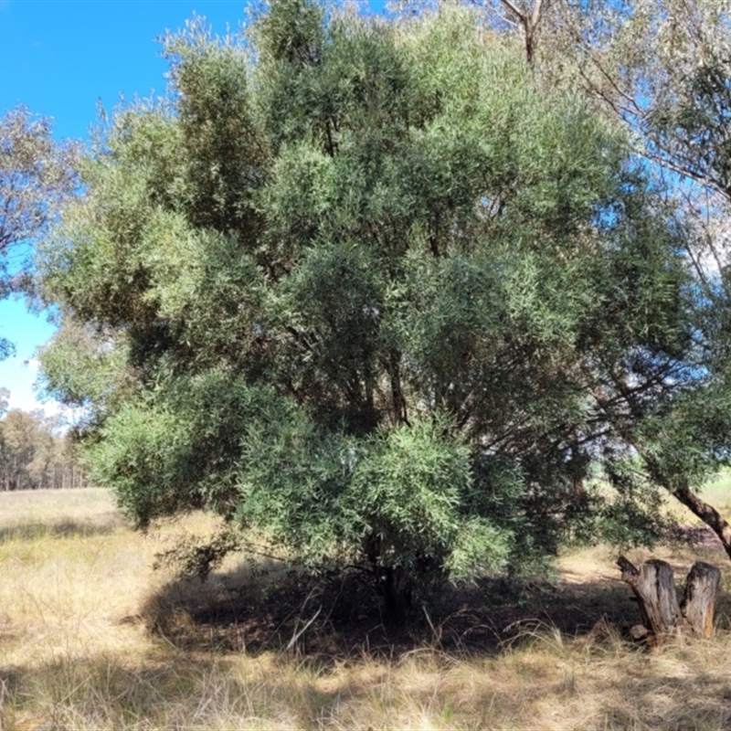 Olea europaea