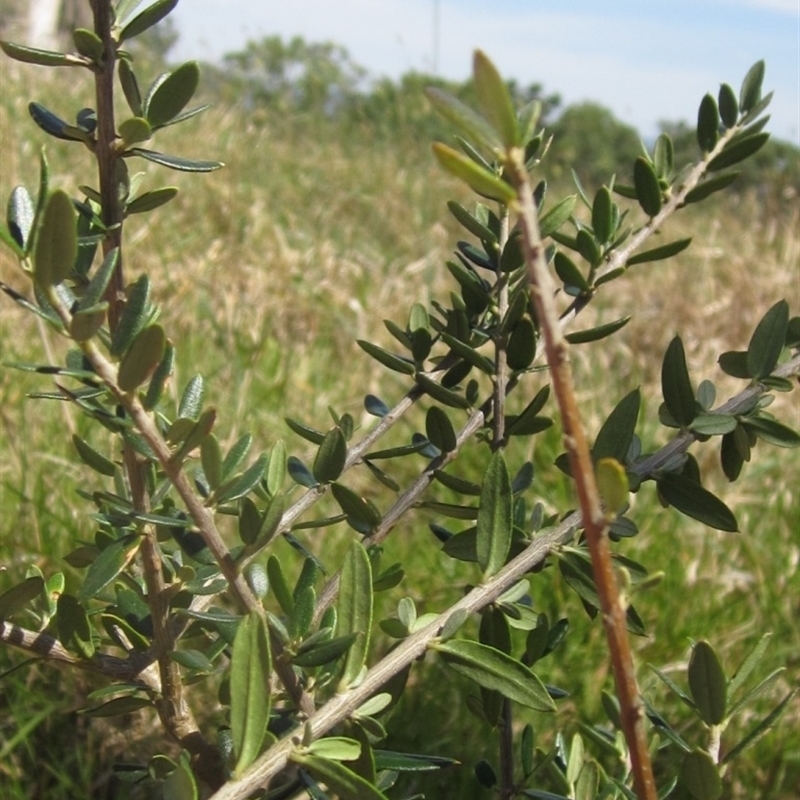 Olea europaea