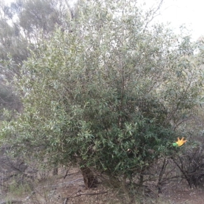 Olea europaea subsp. cuspidata