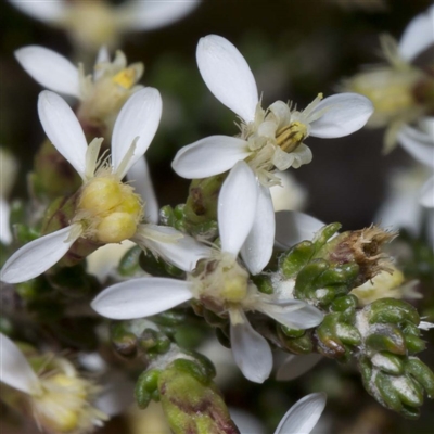 Olearia algida