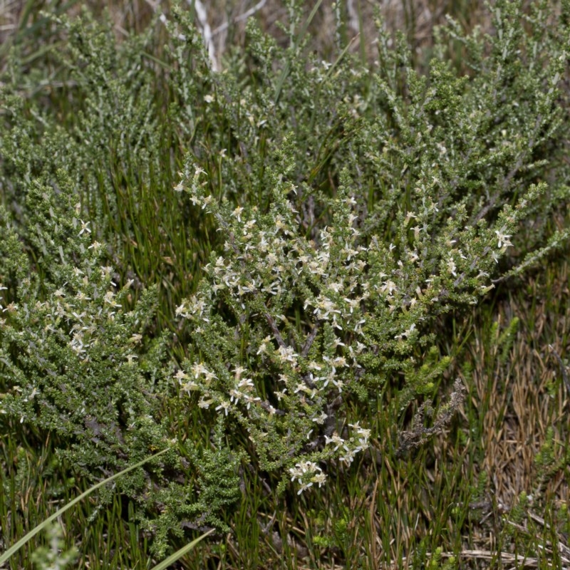 Olearia algida