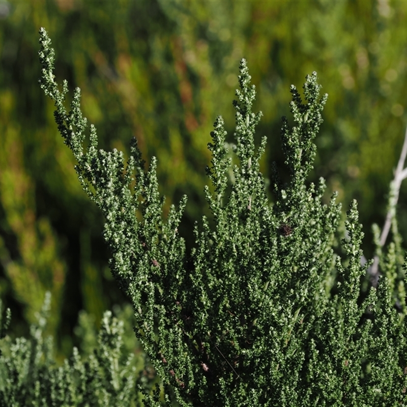 Olearia algida