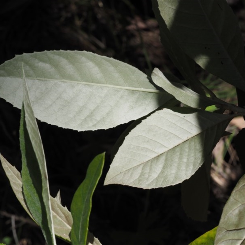 Olearia argophylla