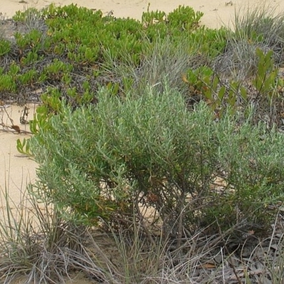 Olearia axillaris