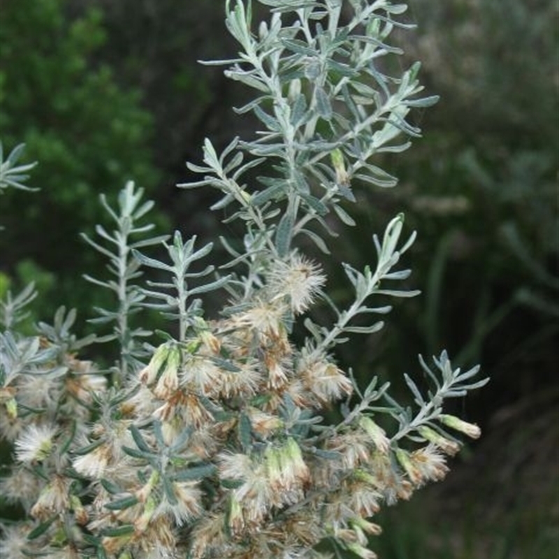 Olearia axillaris