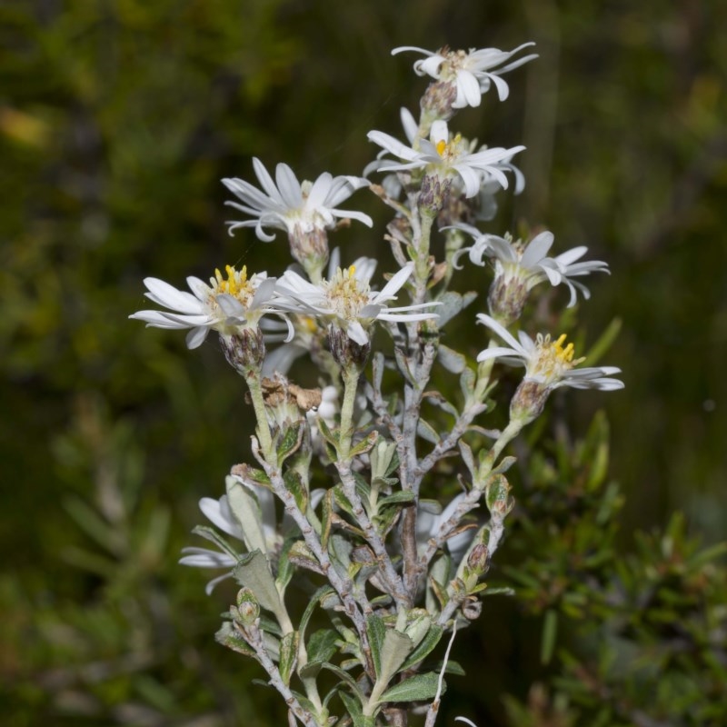 Olearia brevipedunculata