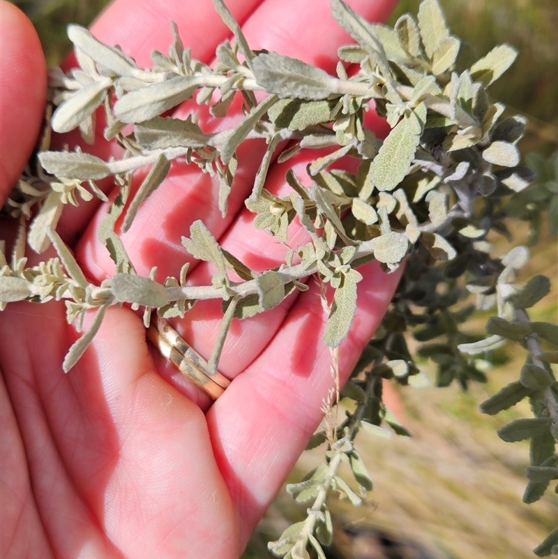 Olearia brevipedunculata