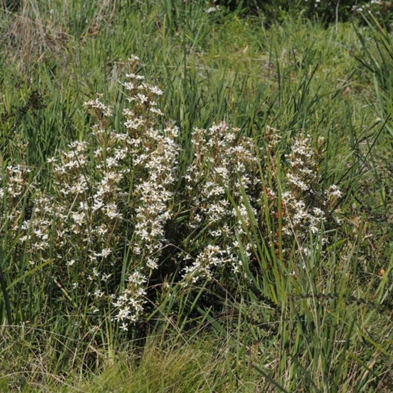 Olearia erubescens