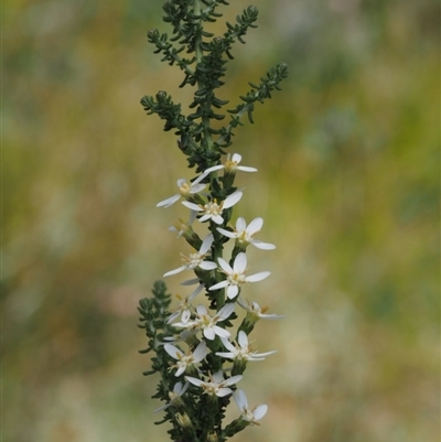 Olearia floribunda