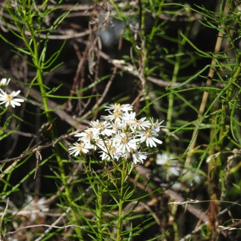 Olearia glandulosa