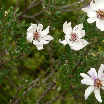 Olearia iodochroa