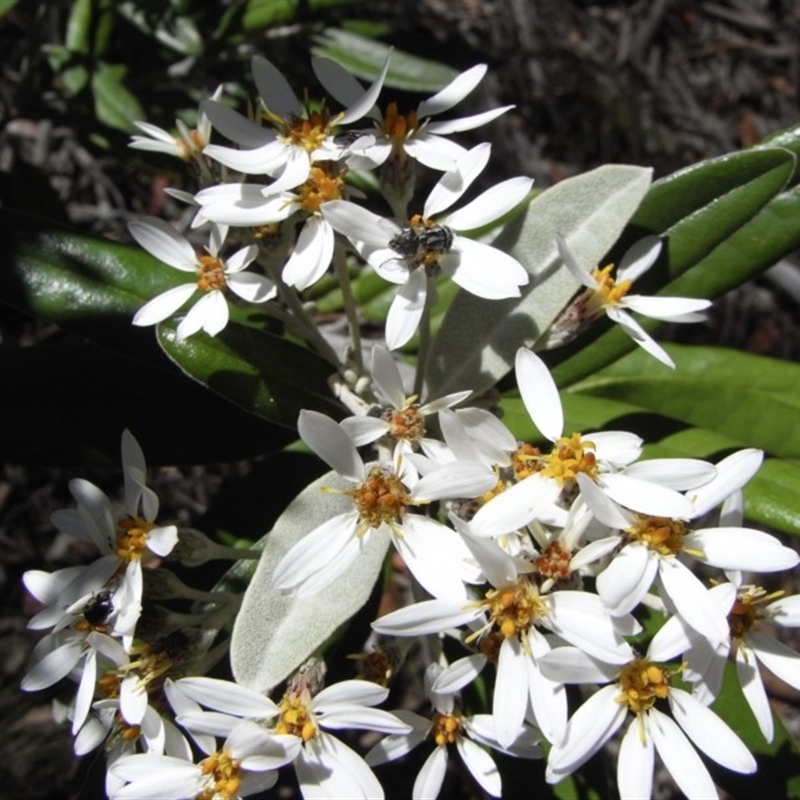 Olearia megalophylla