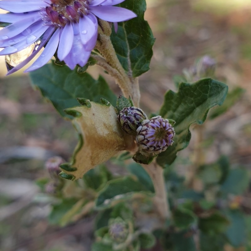 Olearia montana