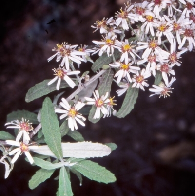 Olearia phlogopappa