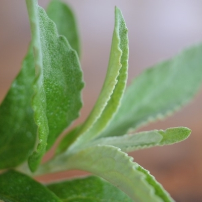 Olearia phlogopappa