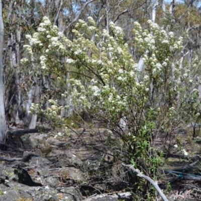 Olearia phlogopappa