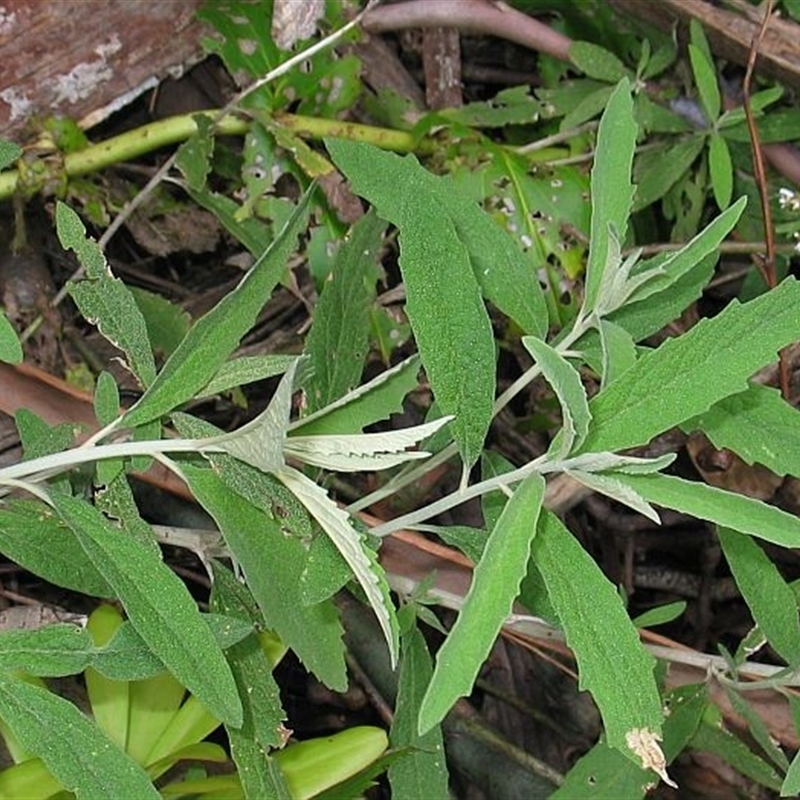 Olearia phlogopappa subsp. continentalis