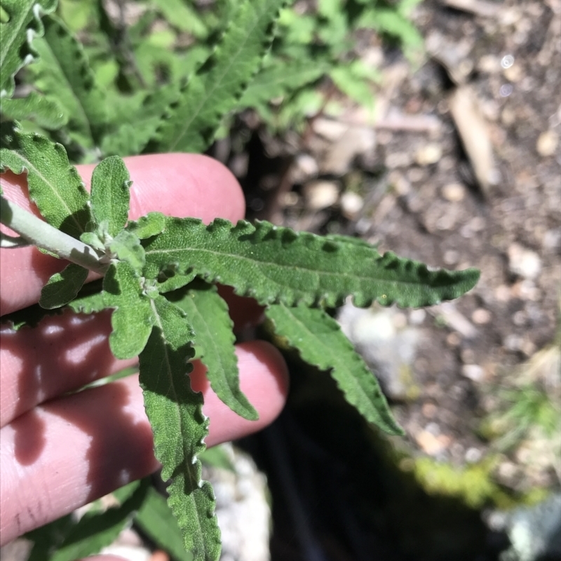 Olearia phlogopappa subsp. continentalis