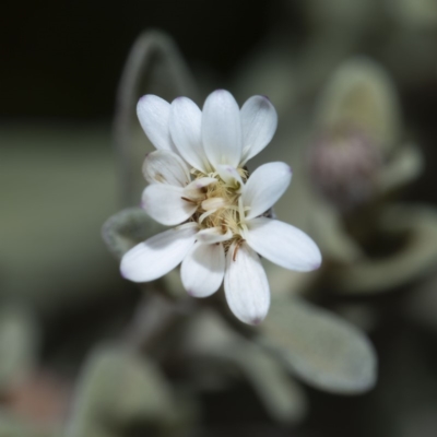 Olearia phlogopappa subsp. flavescens