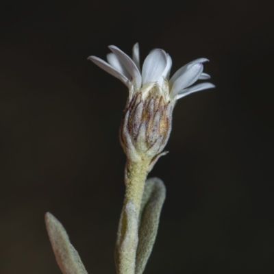 Olearia phlogopappa subsp. flavescens