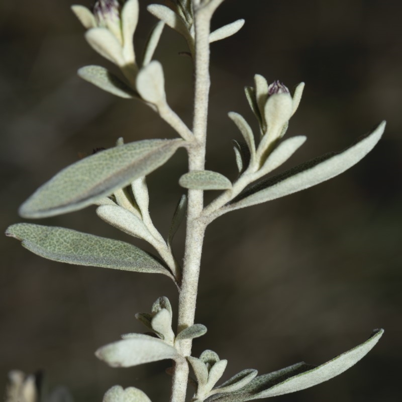 Olearia phlogopappa subsp. flavescens