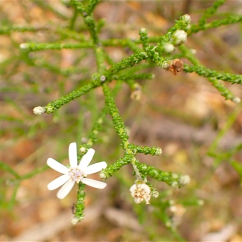 Olearia ramosissima