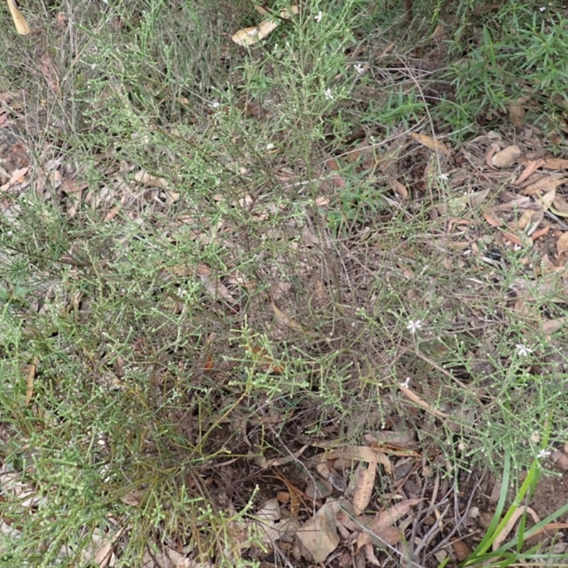 Olearia ramosissima