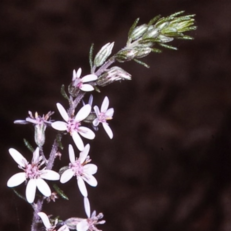 Olearia ramulosa