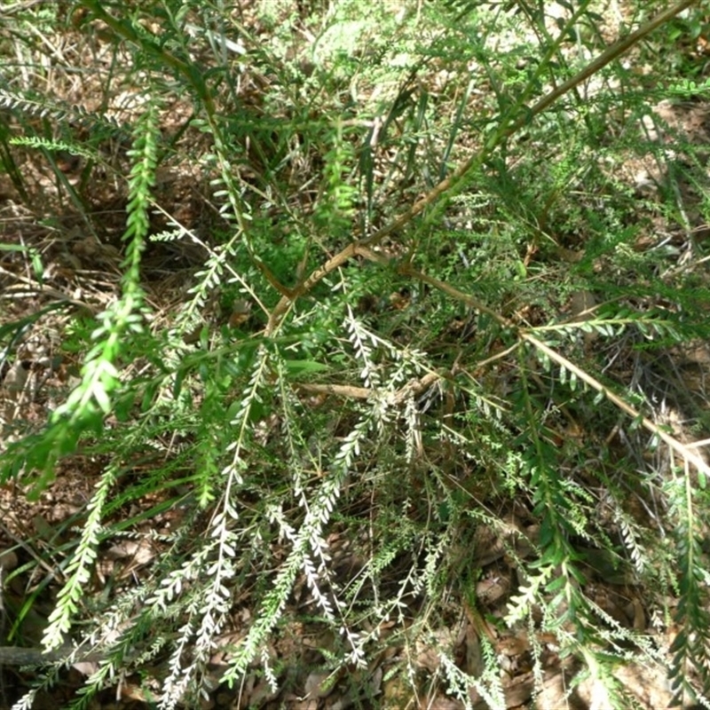 Olearia ramulosa