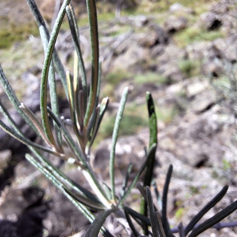 Olearia rosmarinifolia