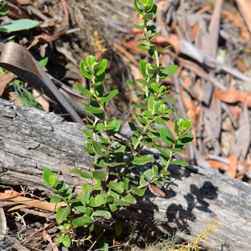 Olearia sp.