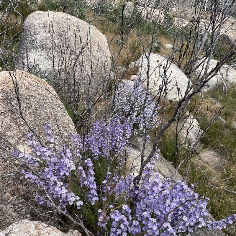 Olearia stricta var. parvilobata