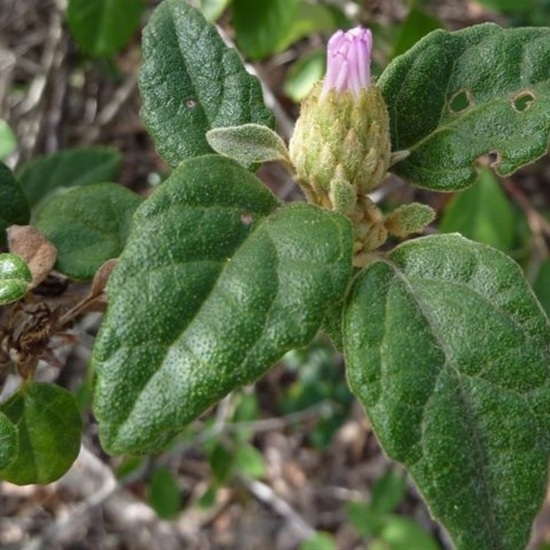 Olearia tomentosa