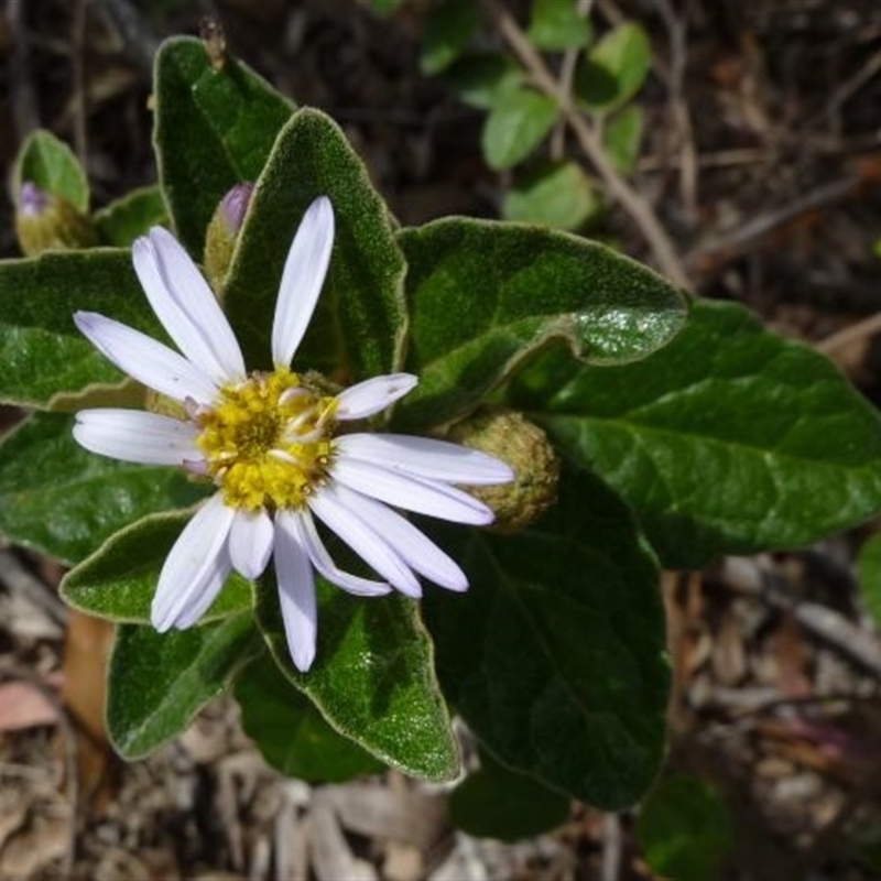 Olearia tomentosa