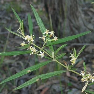 Olearia viscidula