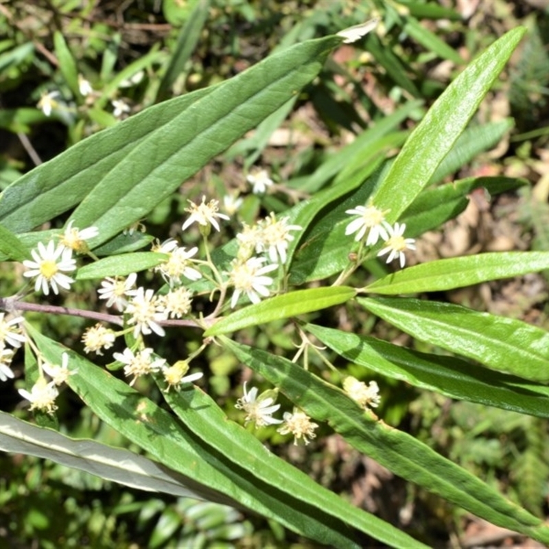 Olearia viscidula